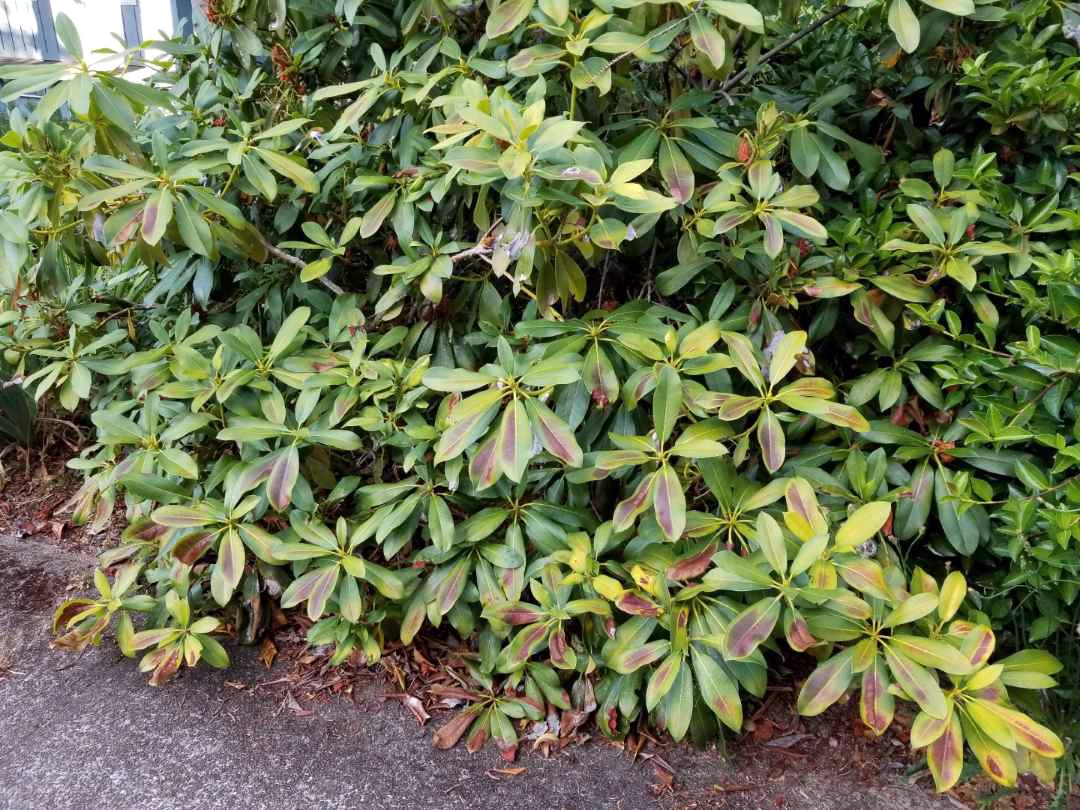Rhododendron leaf scorch (sunburn)