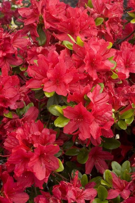 Azalea 'Hino-Crimson'