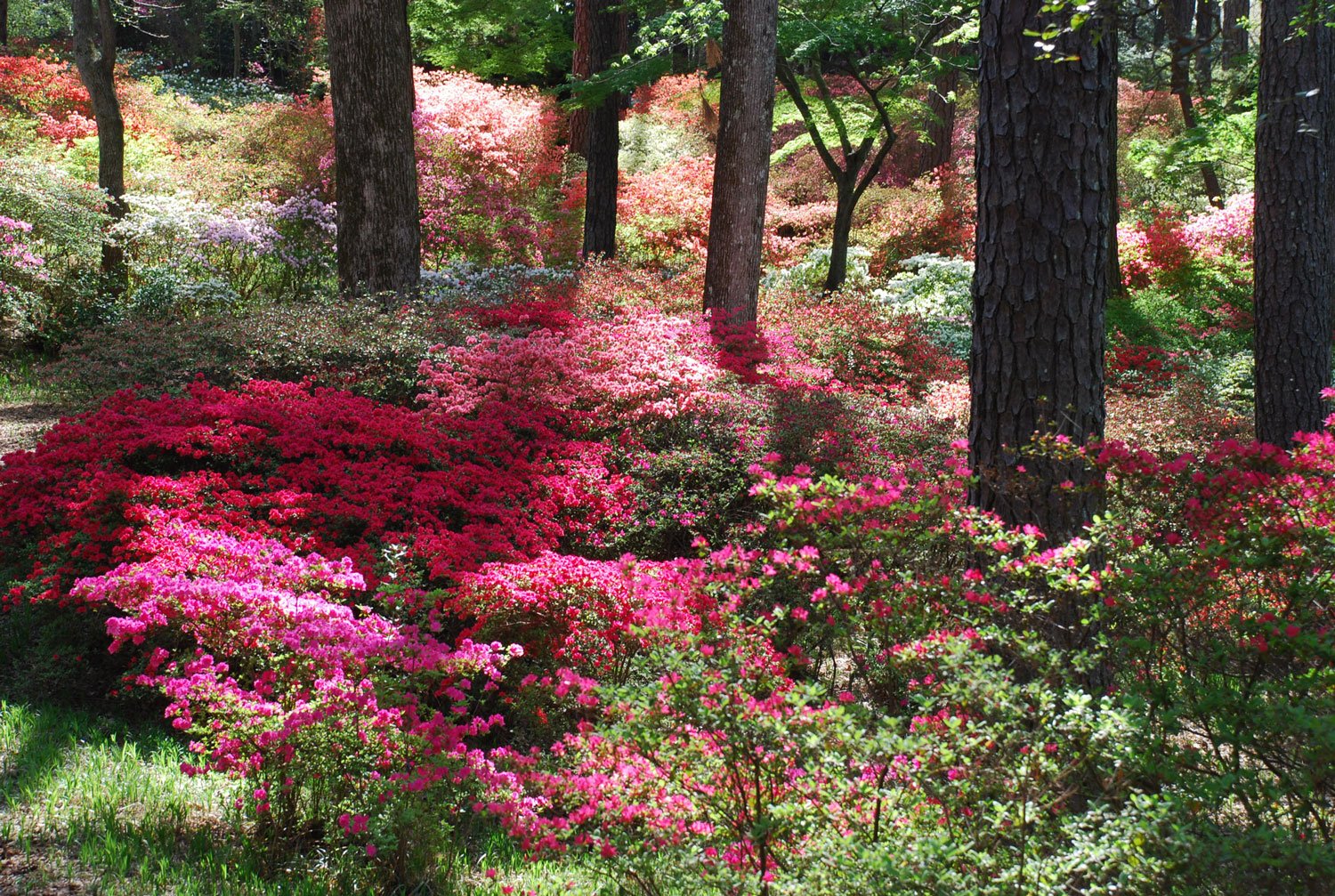 Image of Azaleas in a woodland setting