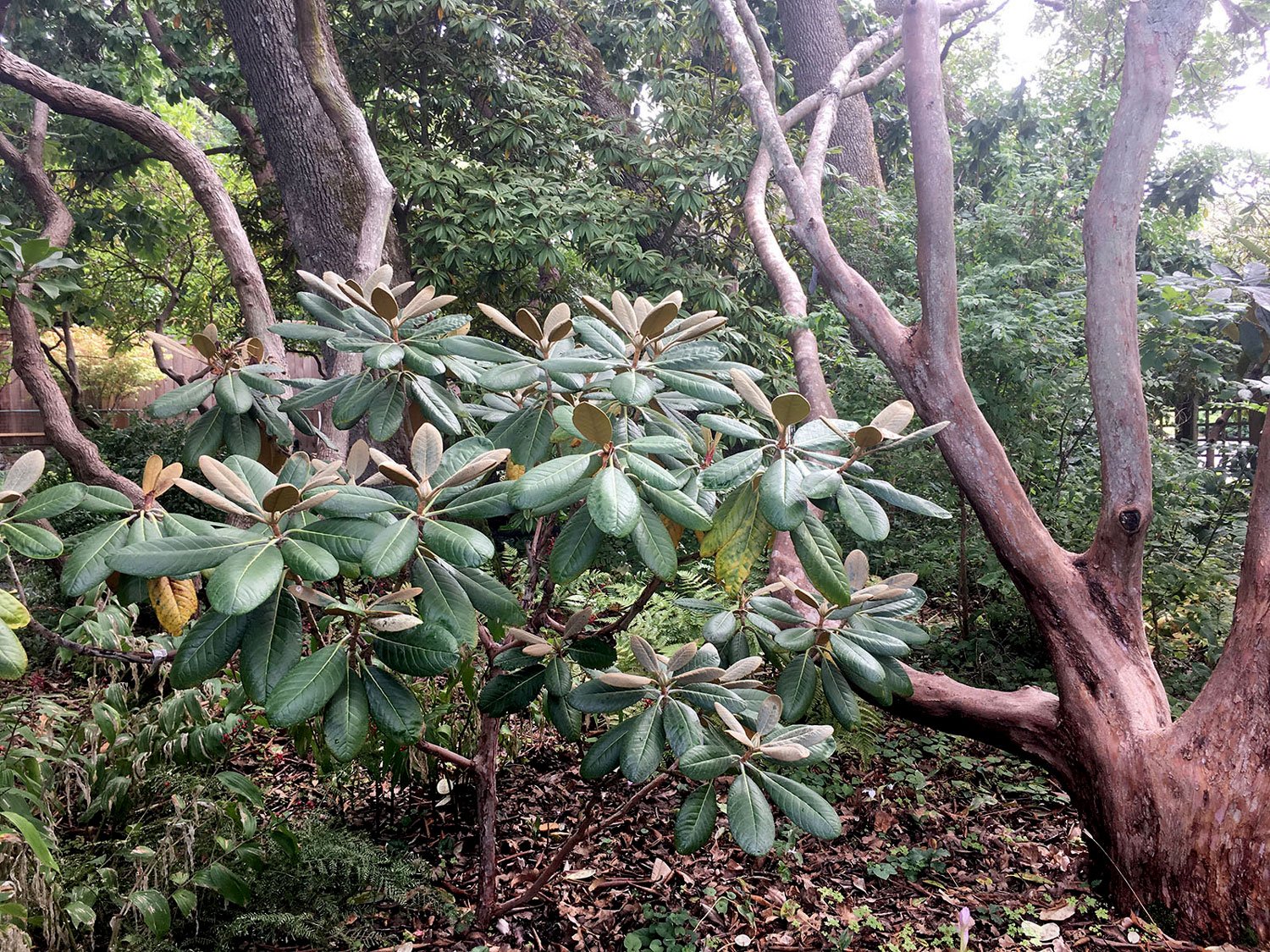 An ideal "forest floor" environment for rhododendrons