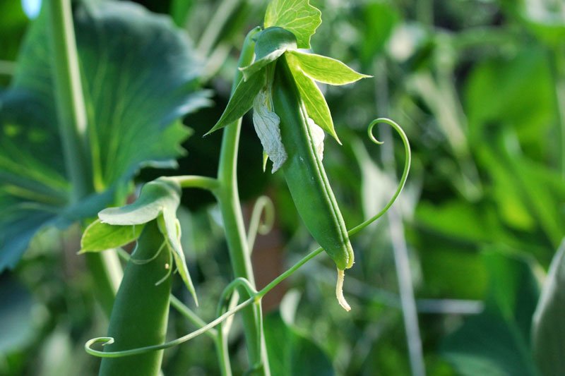 Sugar Snap Peas