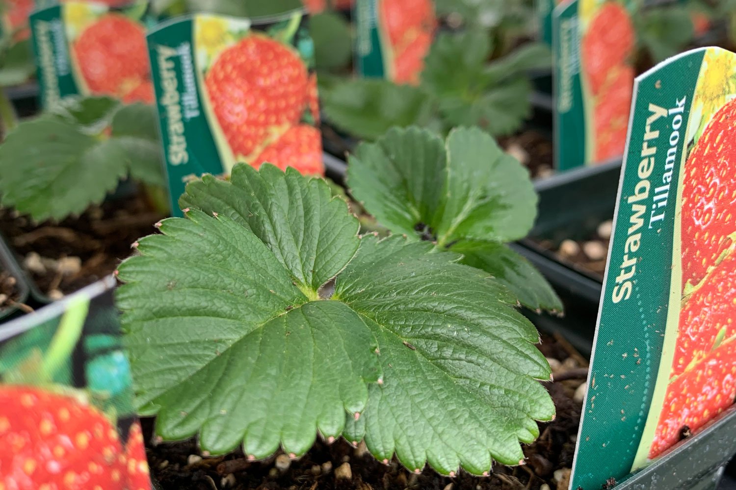 Strawberry Plants