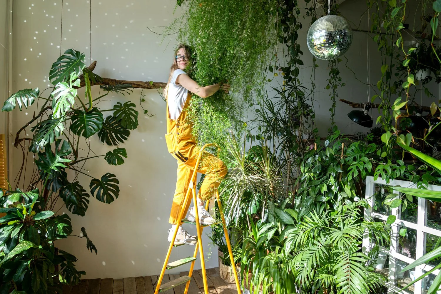 Spring Plant Care: Your Houseplant's Favorite Time of Year  Seattle's  Favorite Garden Store Since 1924 - Swansons Nursery