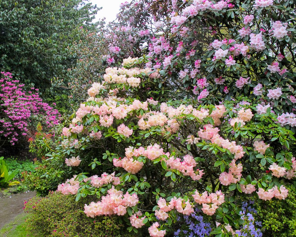 rhododendron_11dalesidenurseriesUK.jpg