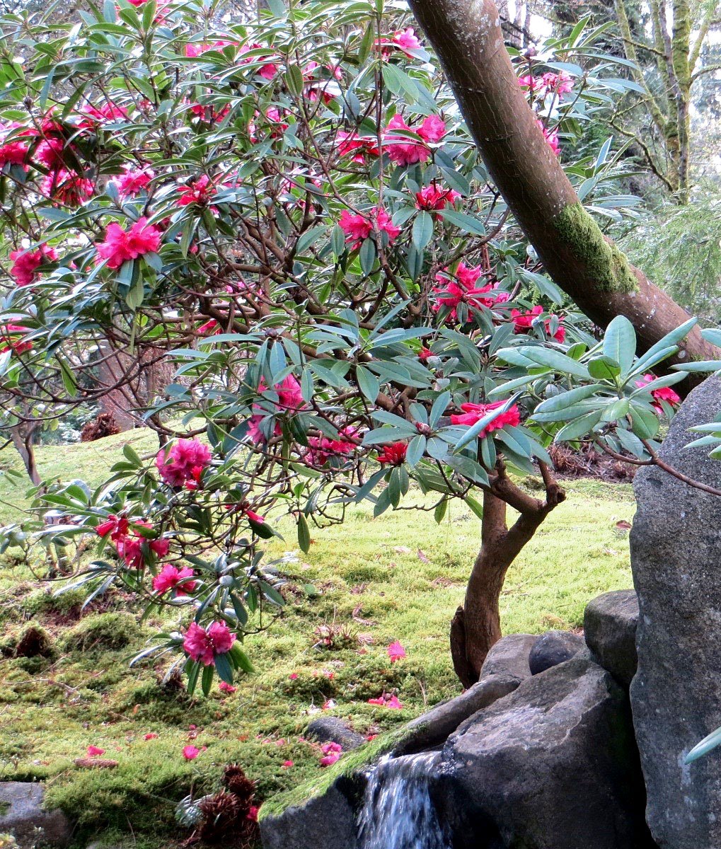 Rhododendron_SeaUWarboretum2.jpg