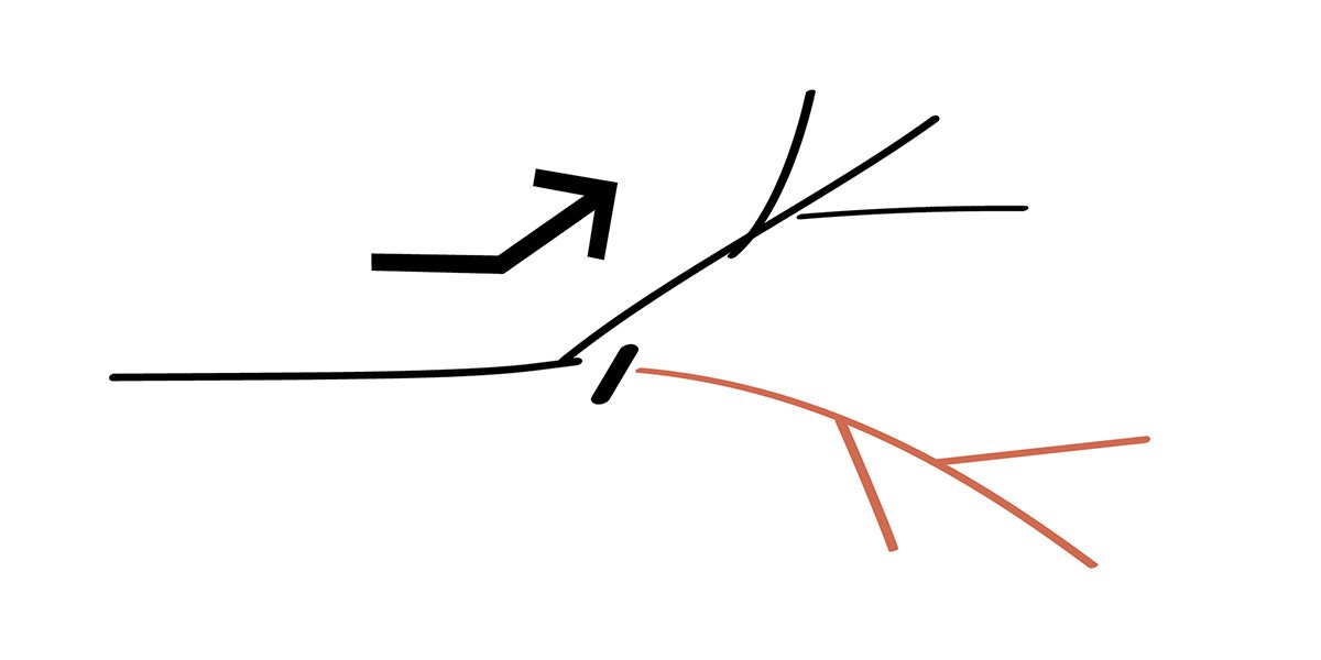 A thinning cut redirects growth to a specific branch.