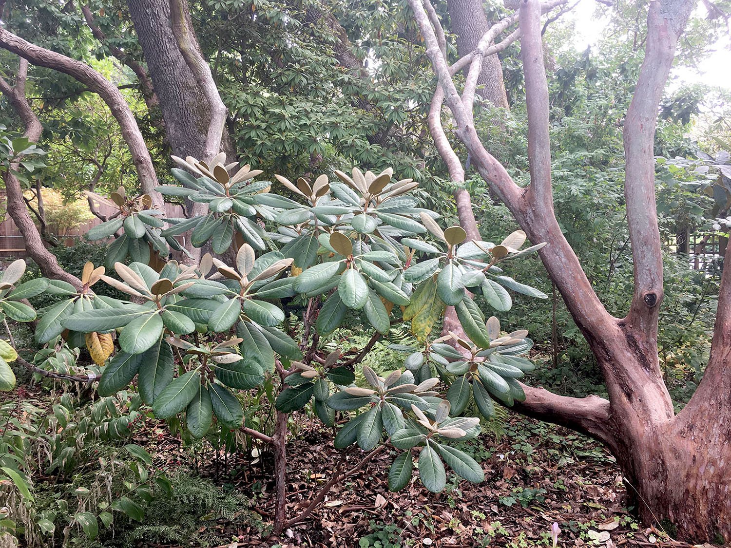 Rhododendrons — Favorite Garden Store Since 1924 Swansons Nursery