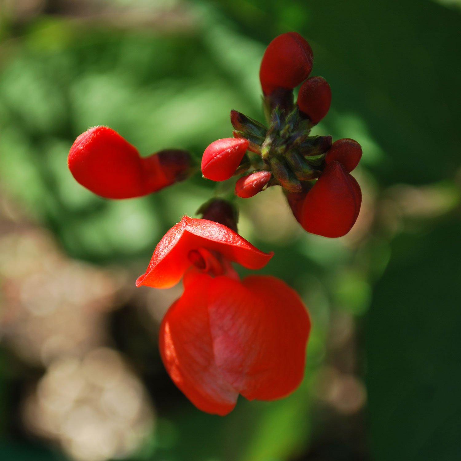 Scarlet-Runner-Bean-Flower.jpg