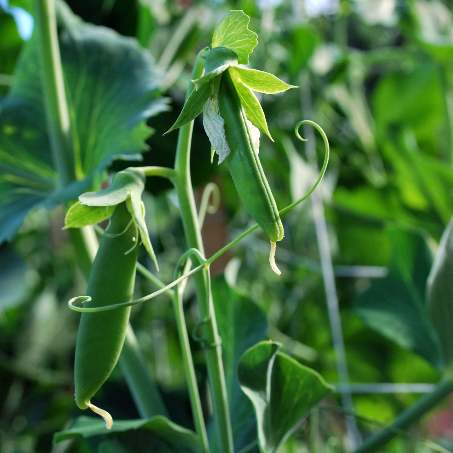 Sugar-Snap-Peas.jpg