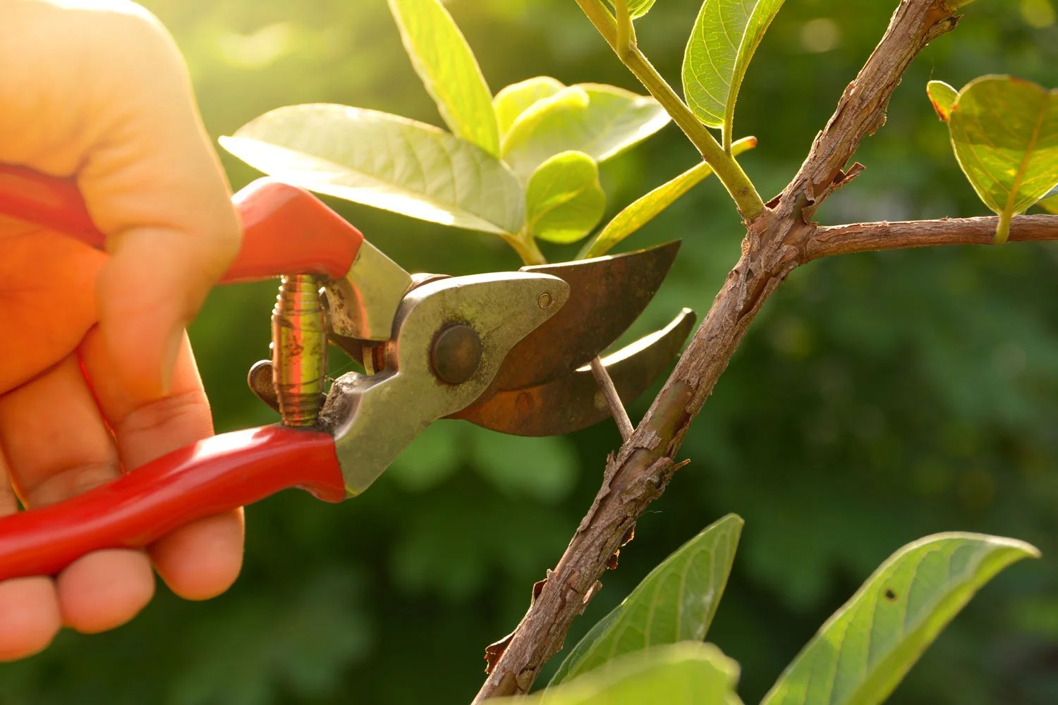 Pruning-a-tree.jpg