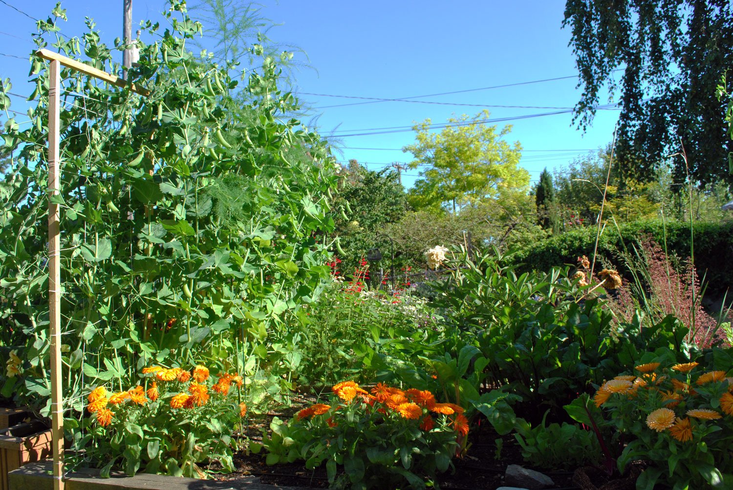 Image of Cosmos and squash companion planting