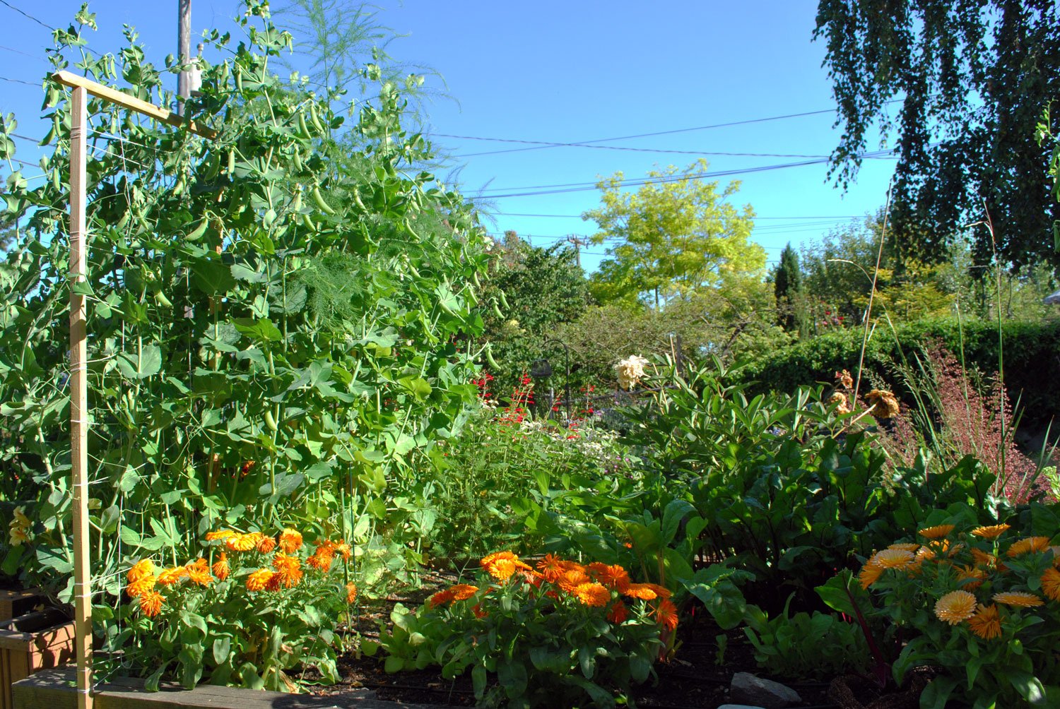 Image of A harvest of beans and cucumbers from a companion planting garden