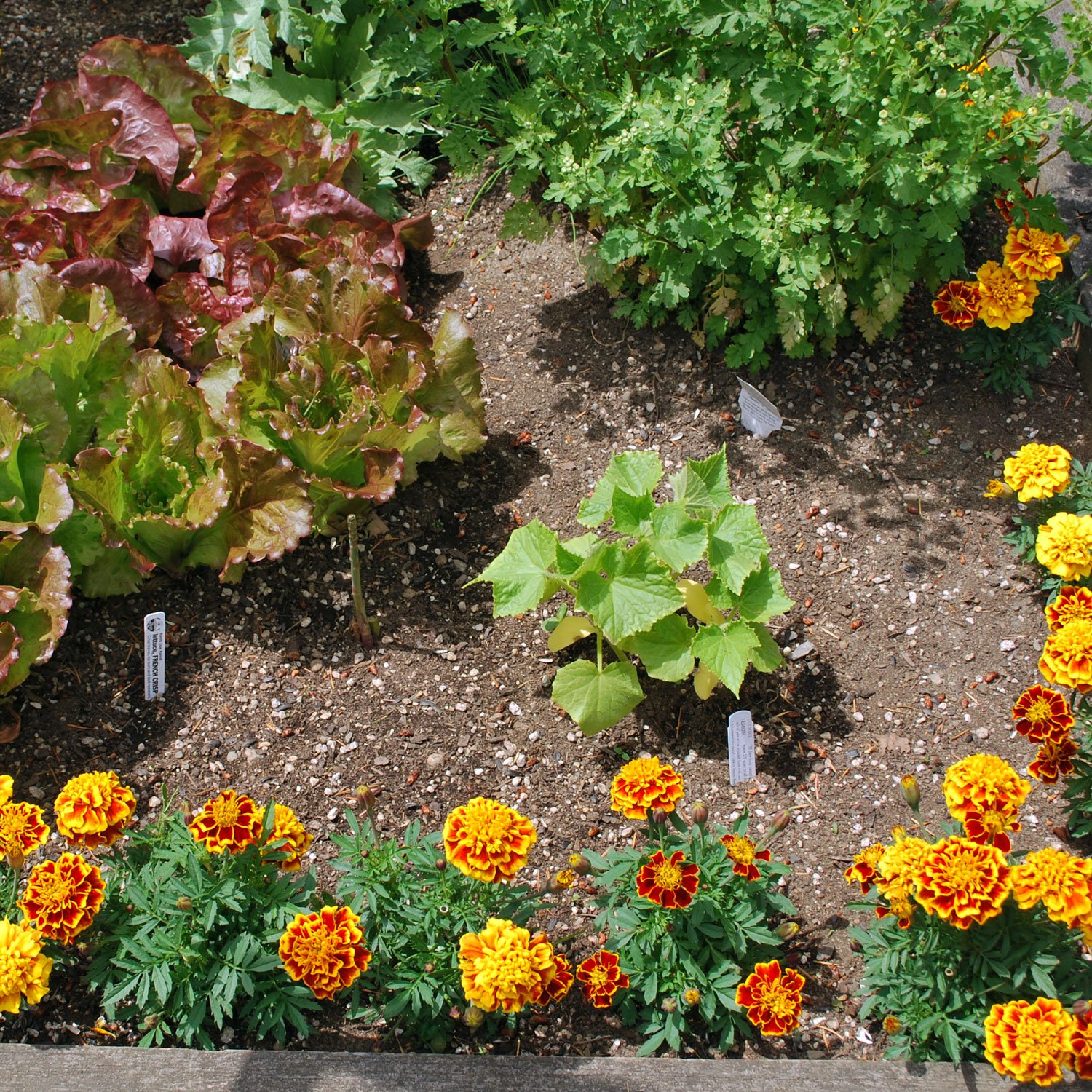 Image of Container garden with carrots, marigolds, and lettuce