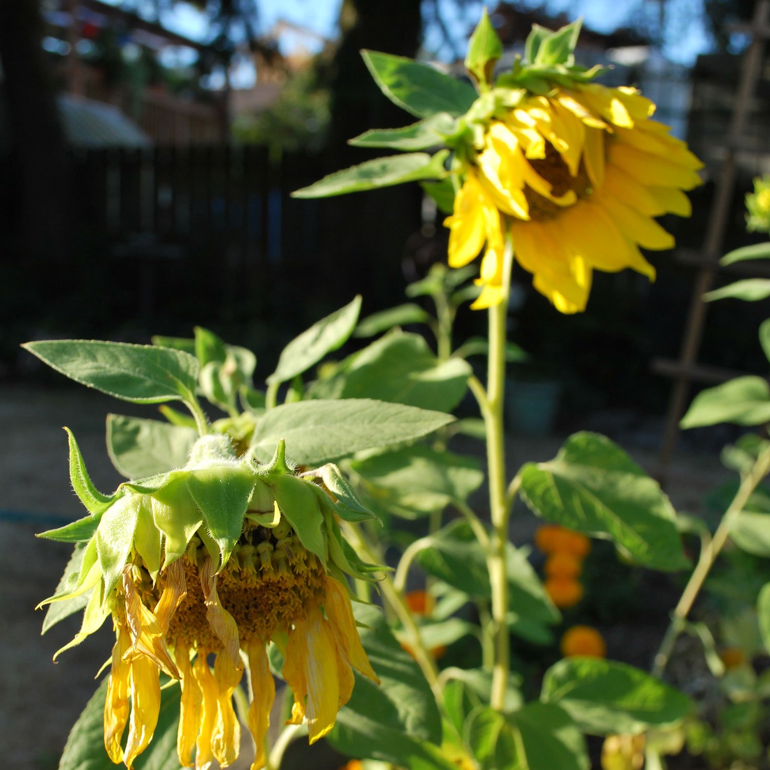 Sunflowers