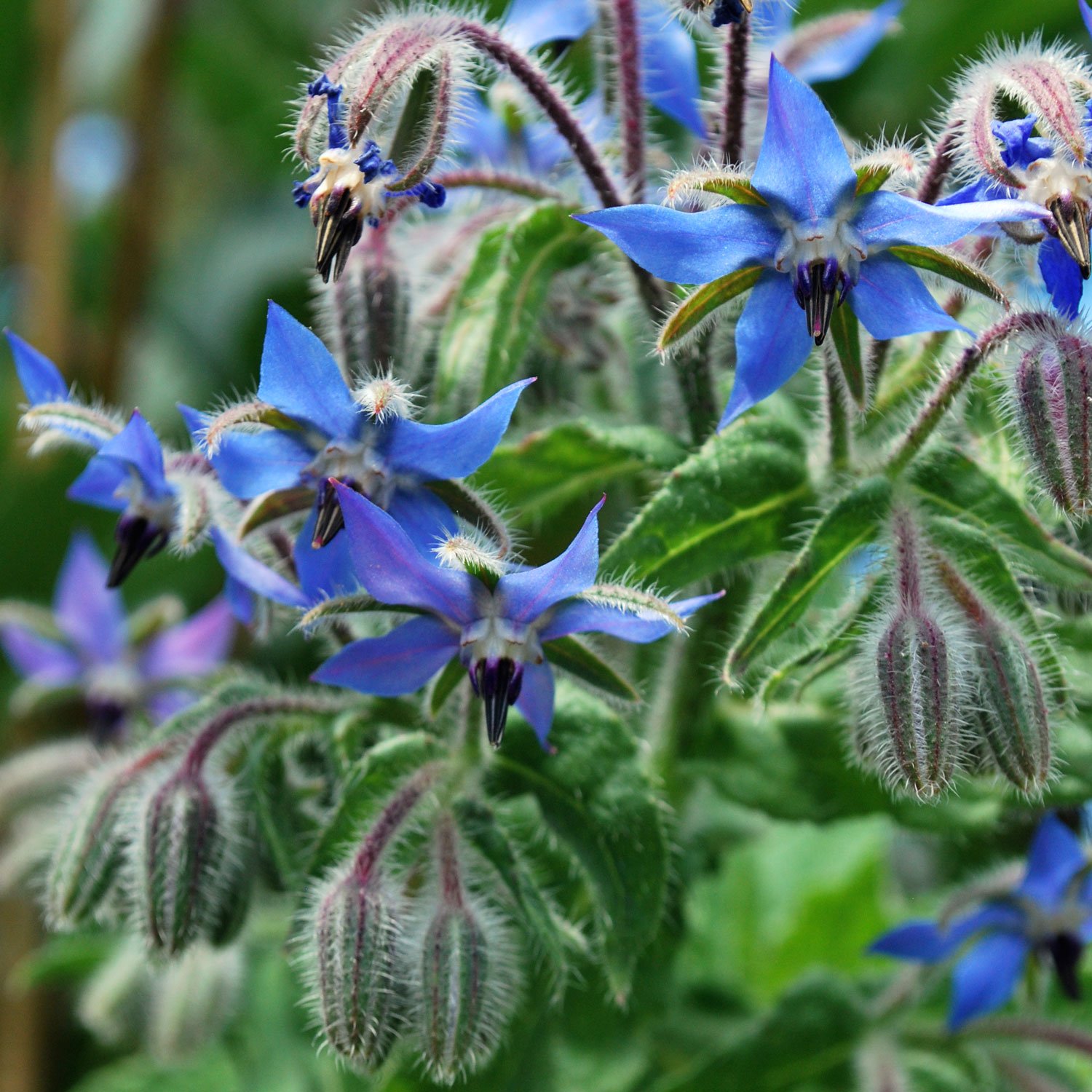 Borage