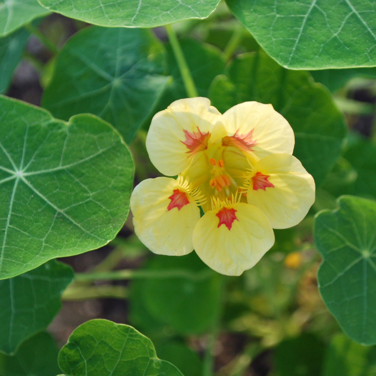 Nasturtium