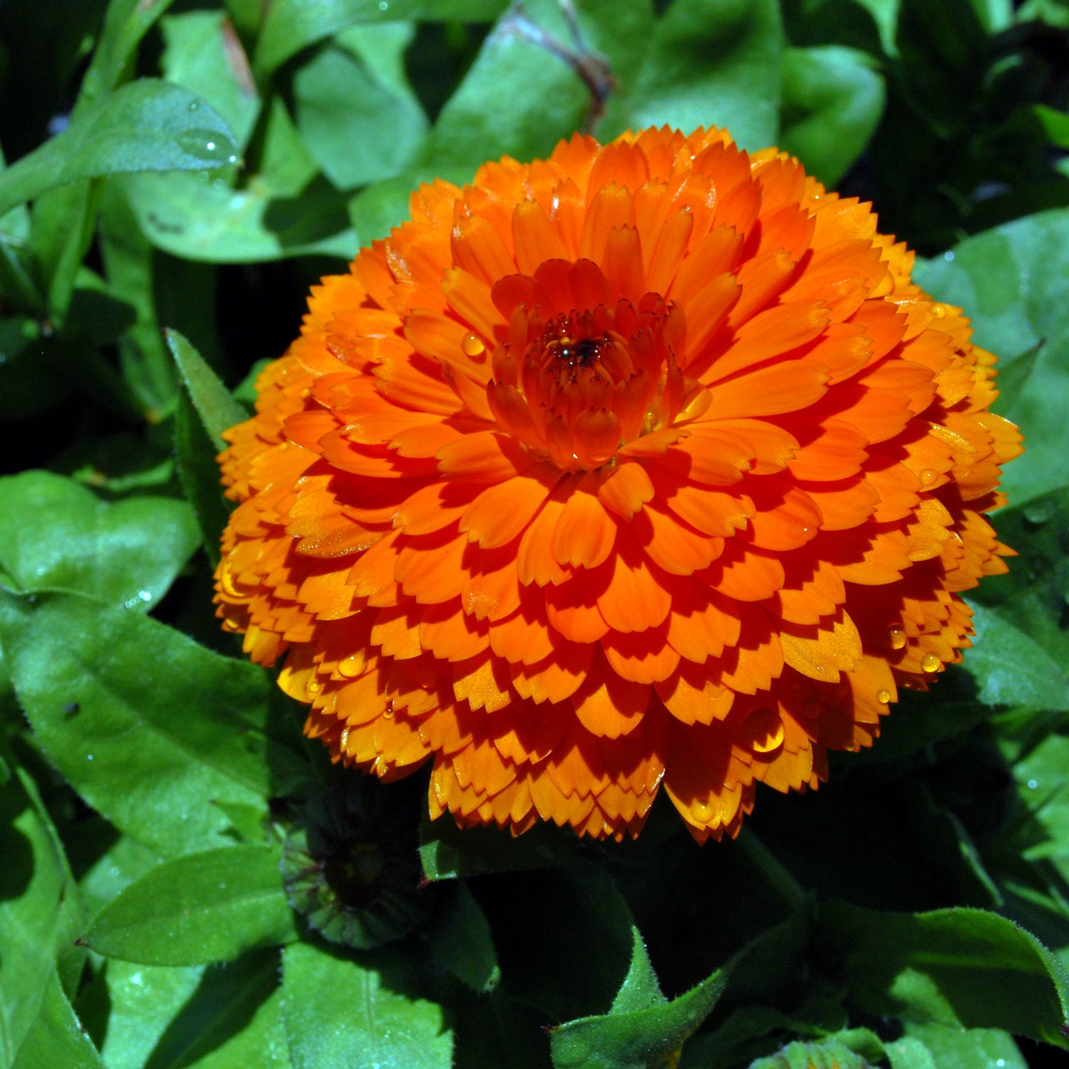 Calendula