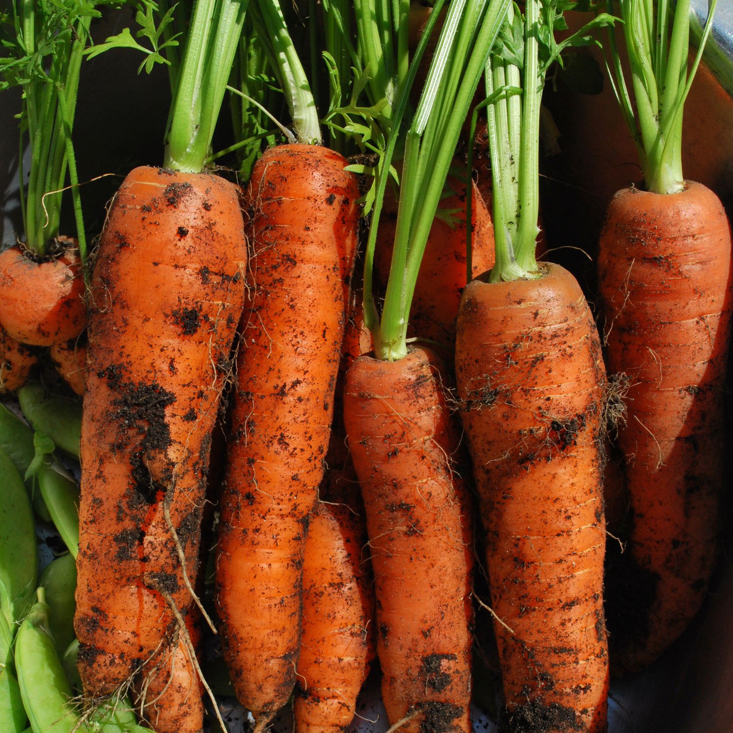 Carrot Family