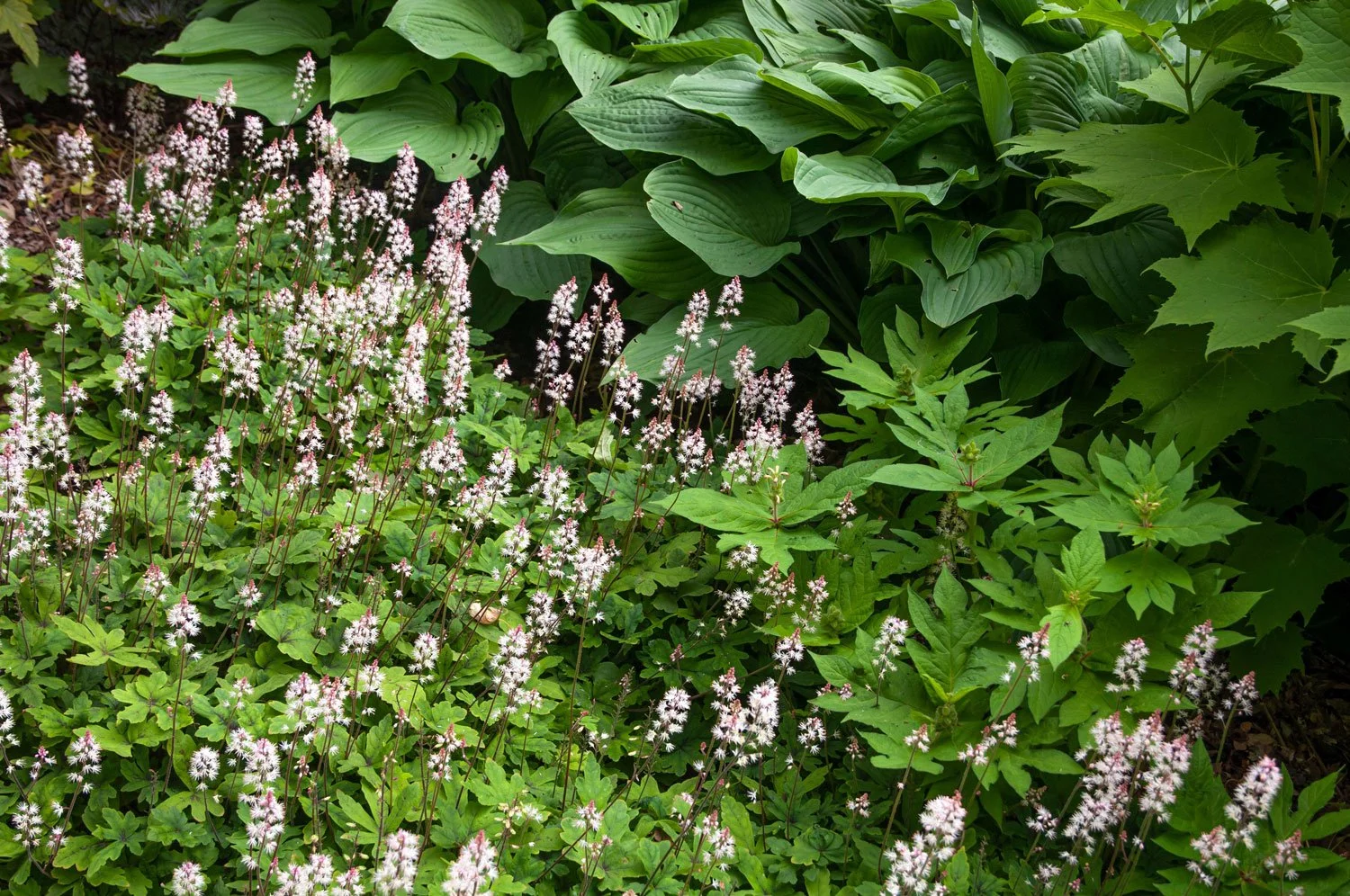 Flowers for Shade Gardens