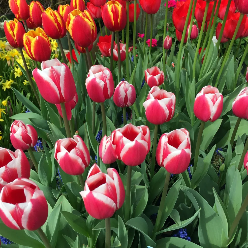 Tulips.jpg