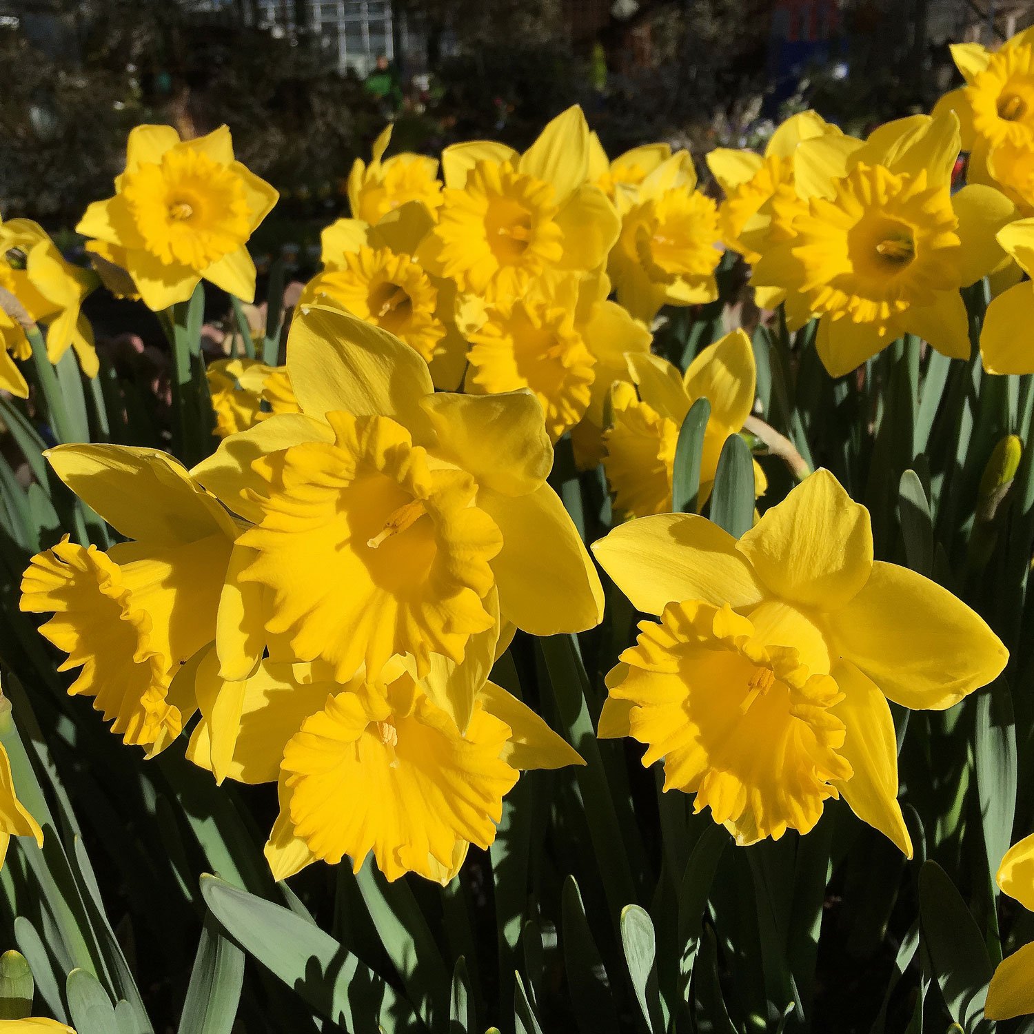 Yellow-Daffodils.jpg