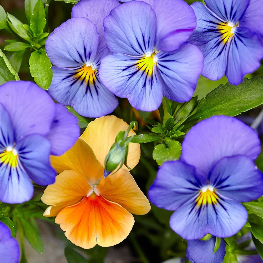 Pansies.jpg