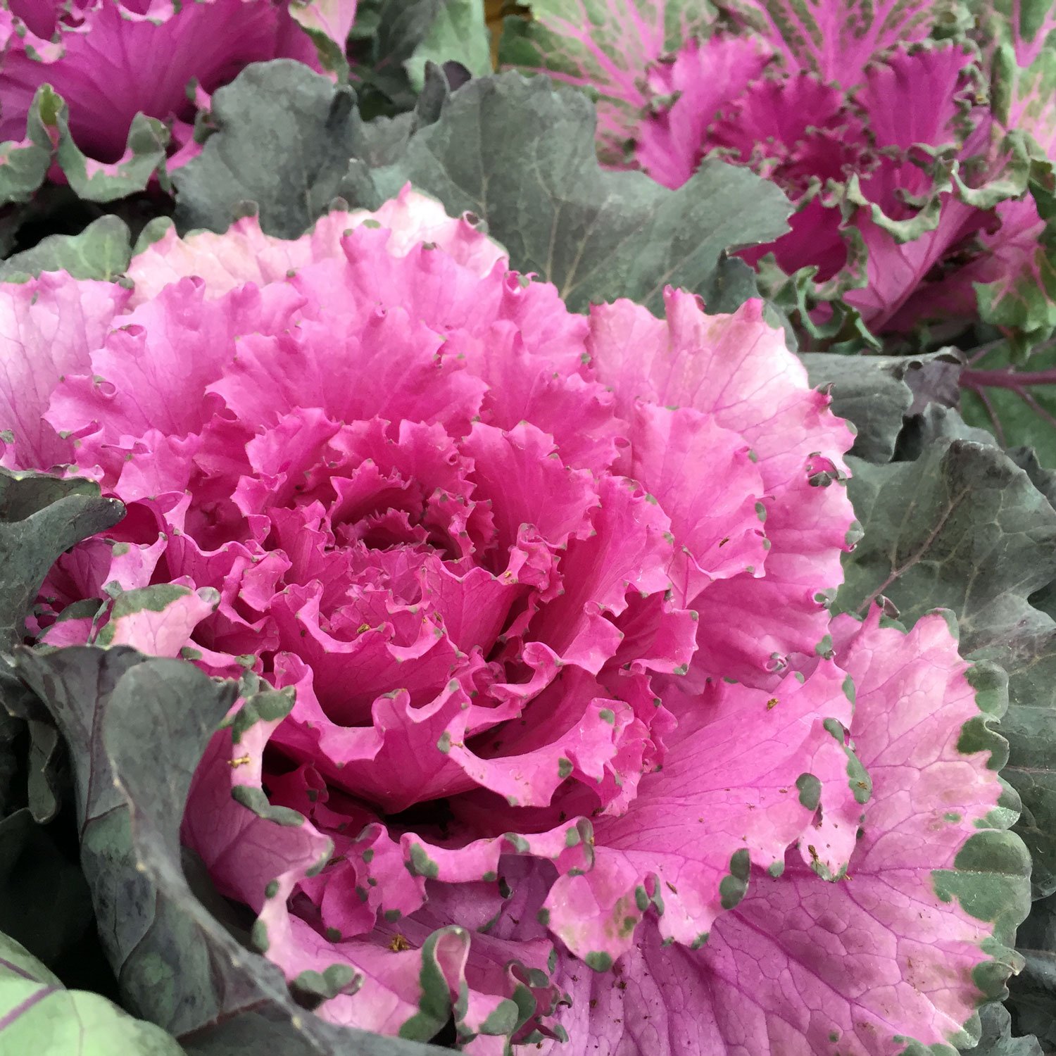annual-ornamental-cabbage-kale.jpg