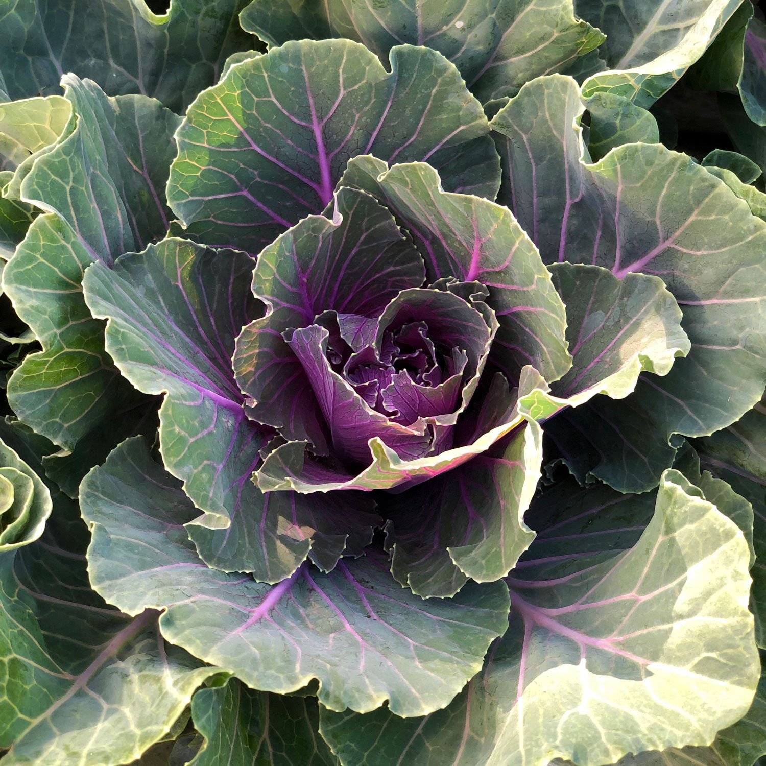 ornamental-cabbage.jpg