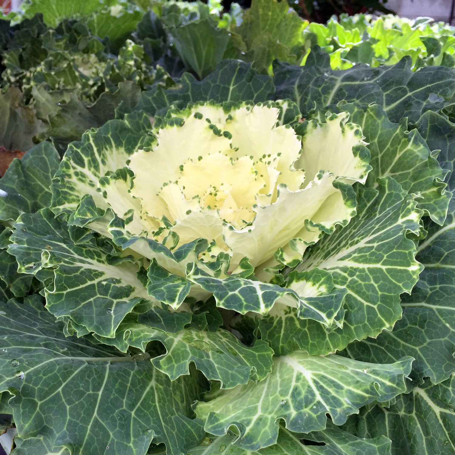 ornamental-cabbage-9.29.18.jpg