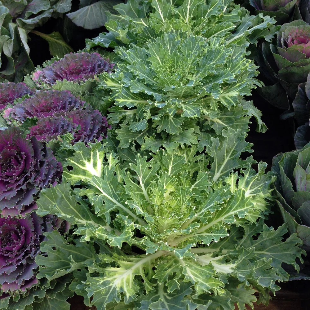 ornamenta-lkale.jpg