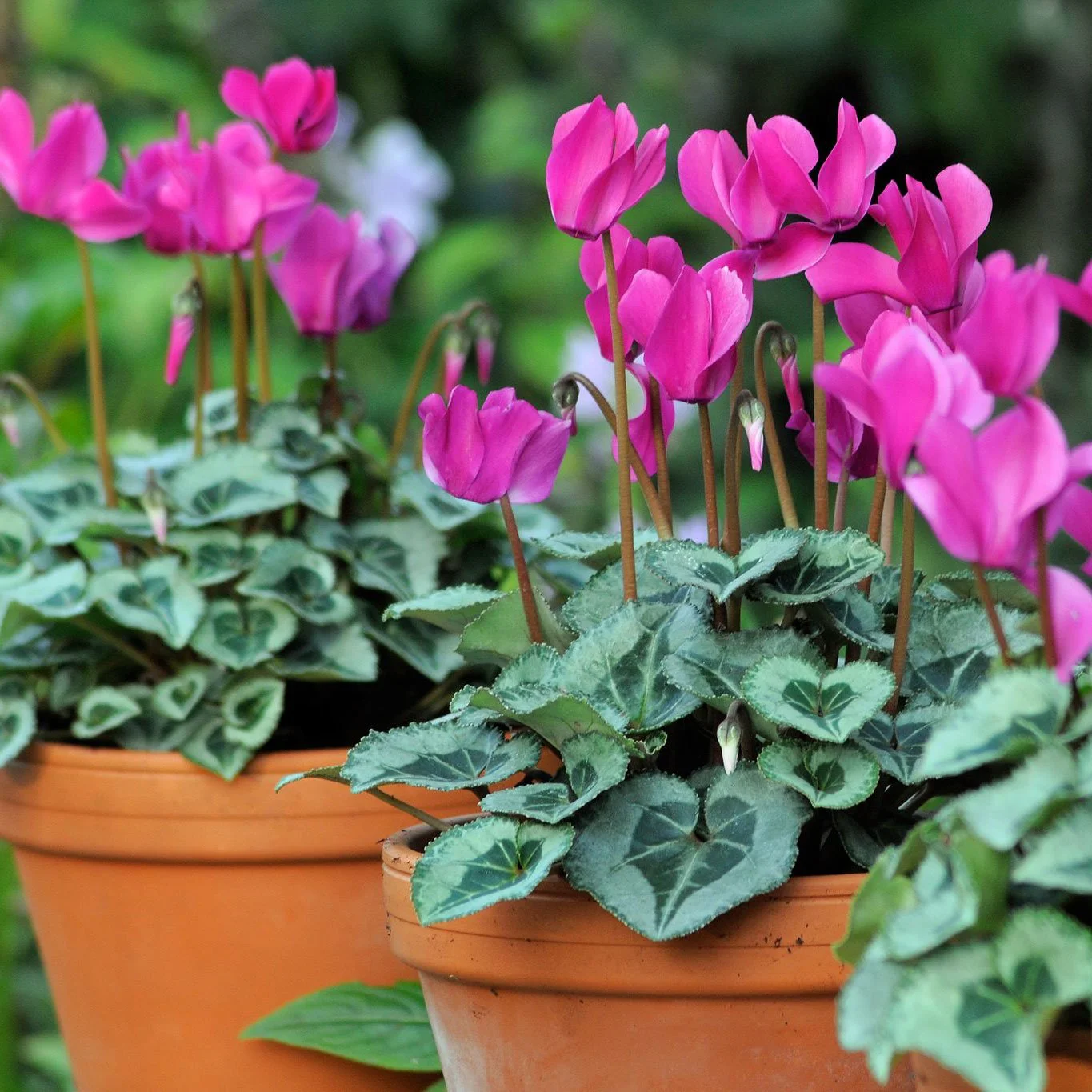 Fall Favorites Perennials And Annuals Seattle s Favorite Garden 