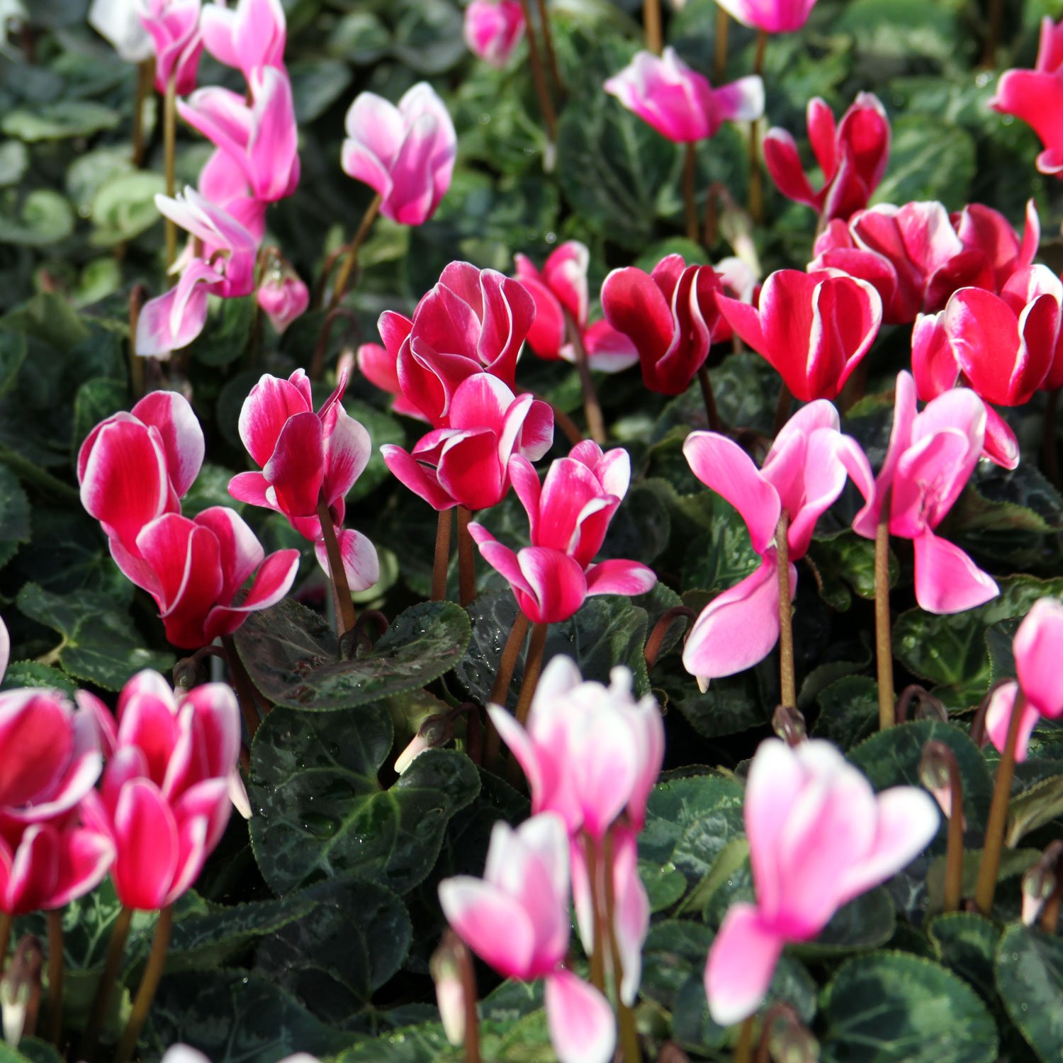 Florist-Cyclamen-Pink-Red.jpg