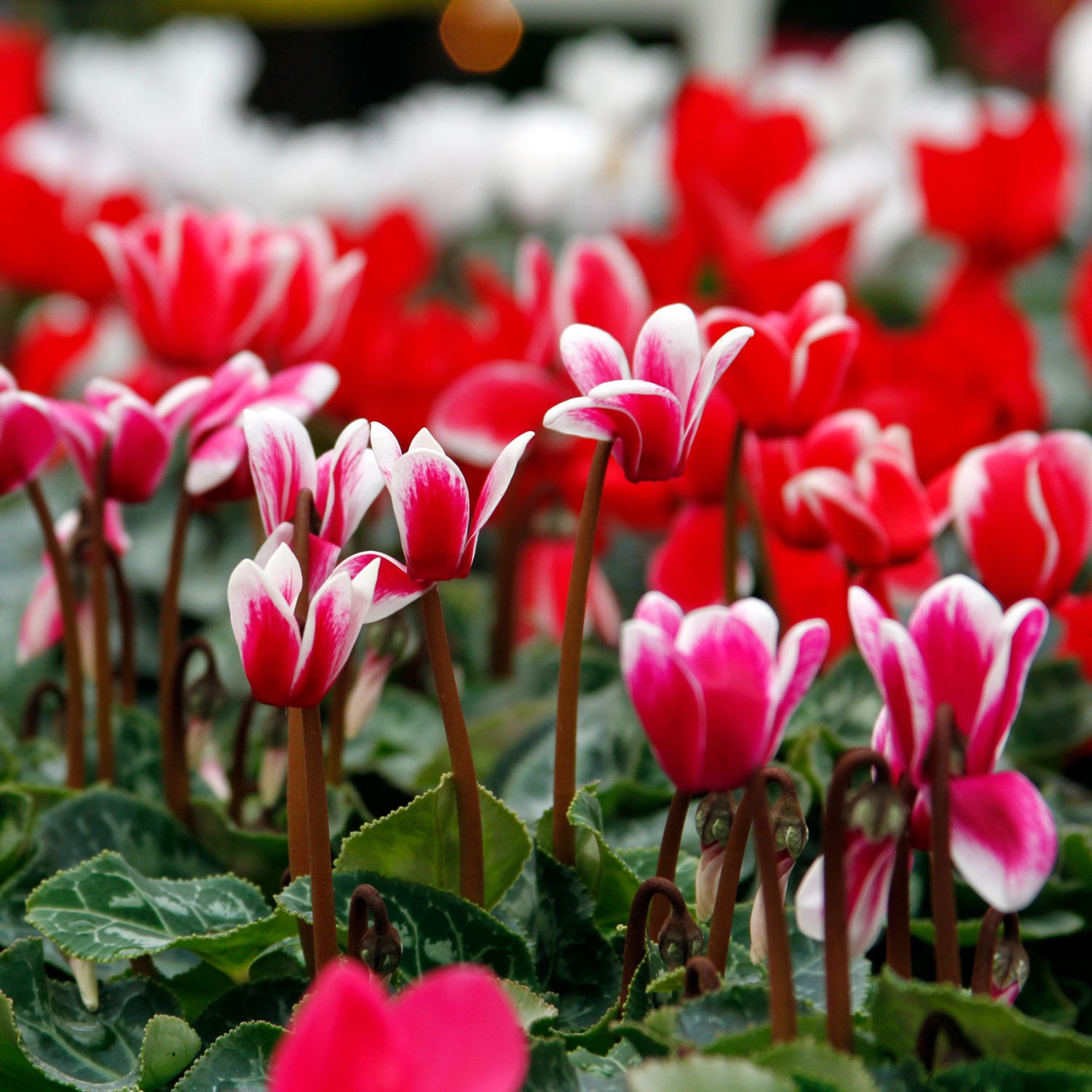 red-and-white-cyclamen.jpg