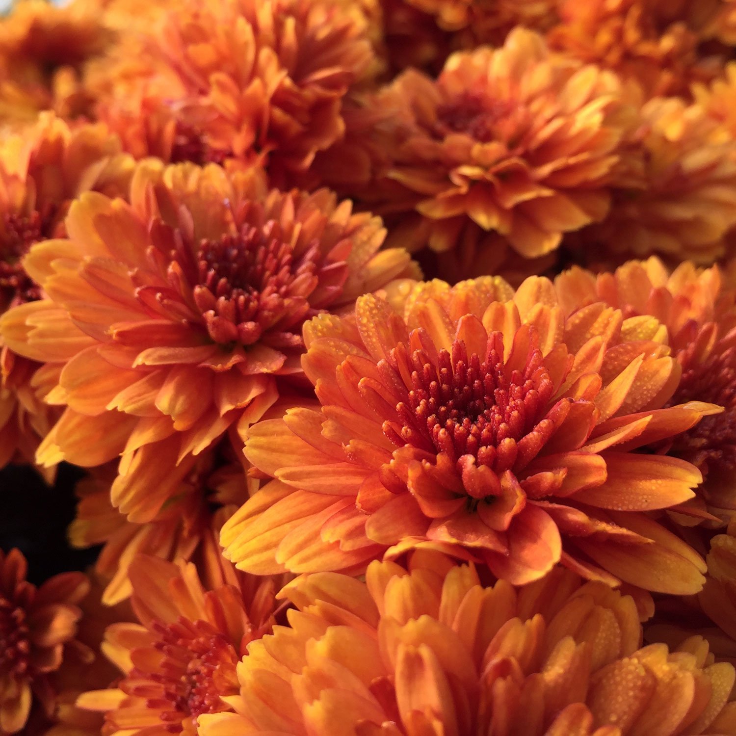 Fall Favorites: Perennials and Annuals — Seattle's Favorite Garden ...
