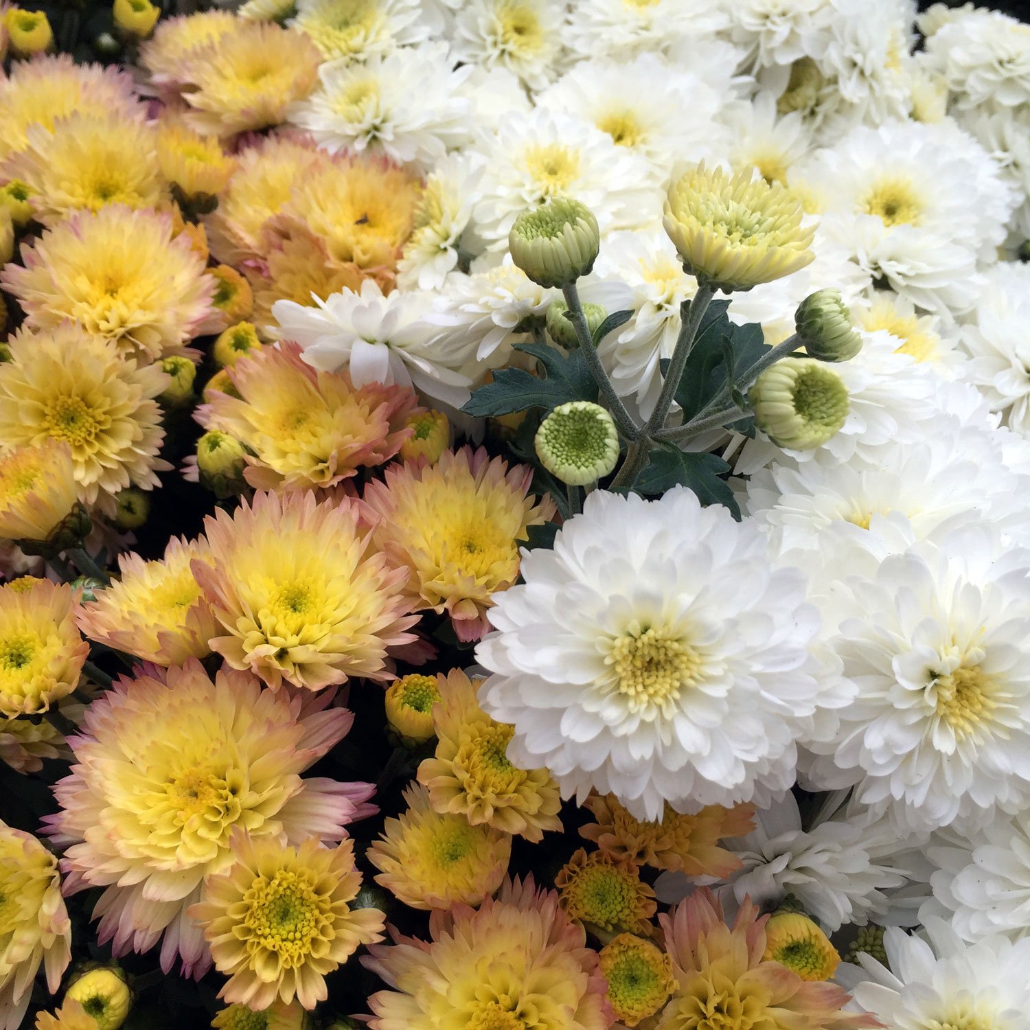 yellow-and-white-chrysanthemums.jpg