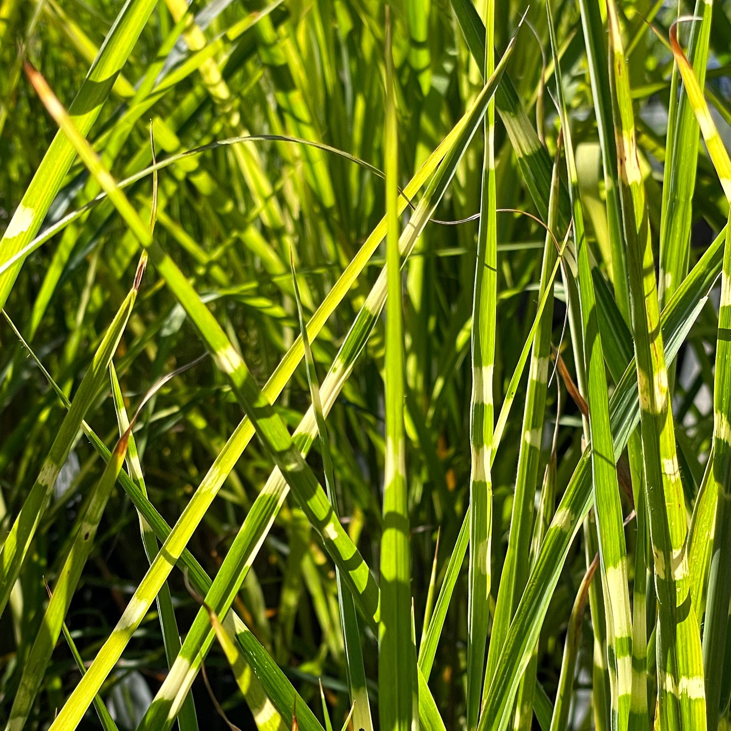 Porcupine-Grass-Miscanthus.jpg