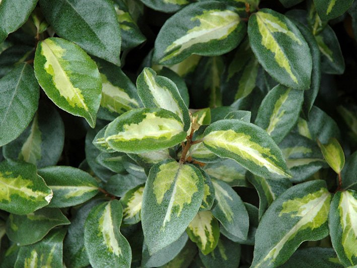 Eleagnus-Leaves.jpg