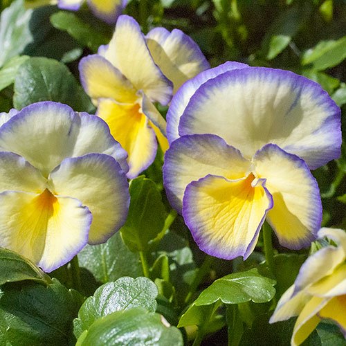 Viola 'Etain'