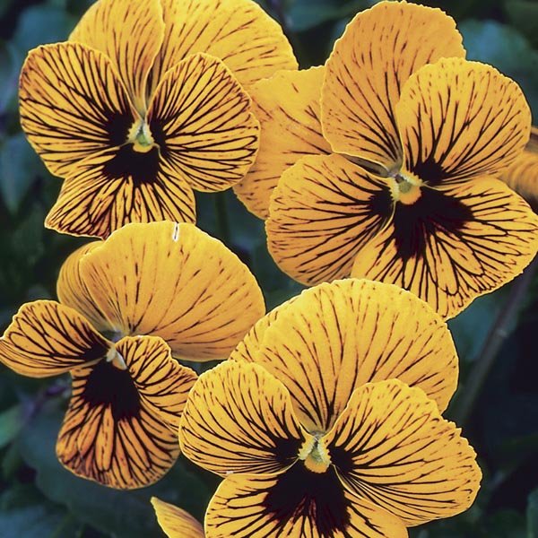 Viola 'Tiger Eyes'