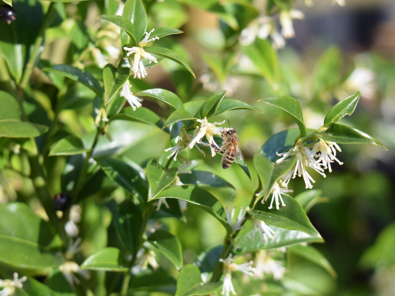 Sarcococca.jpg