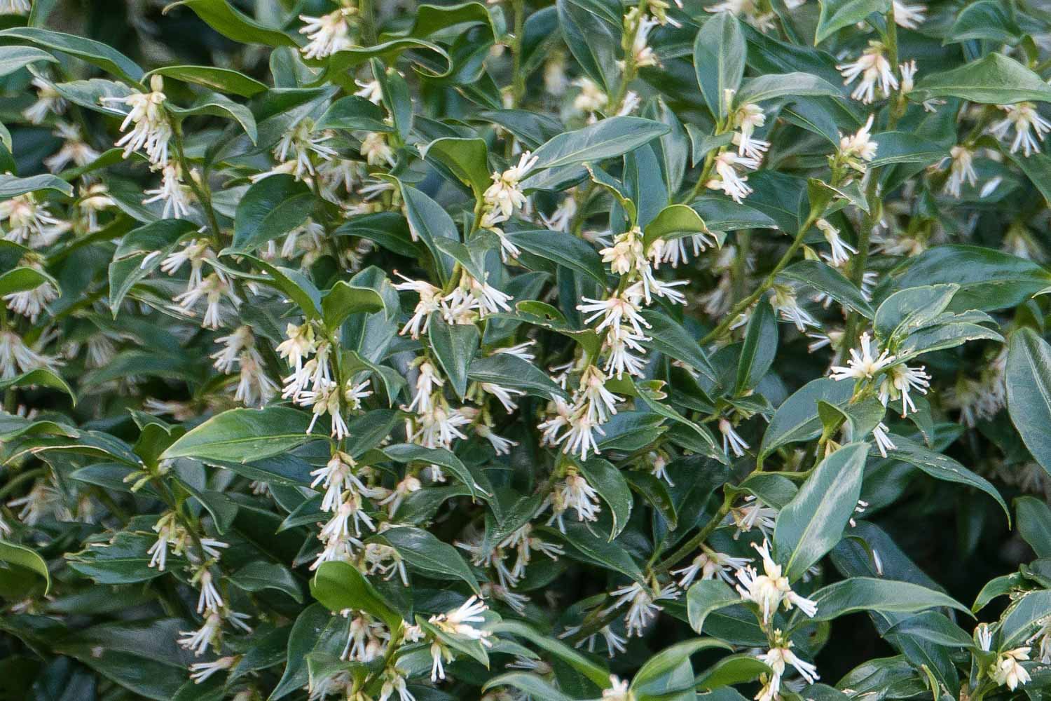 sarcococca-confusa.jpg