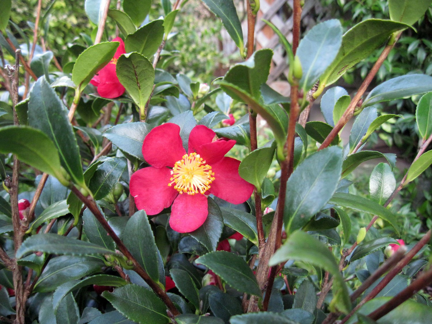 Camellia-sasanqua-Yuletide-Shrub.jpg
