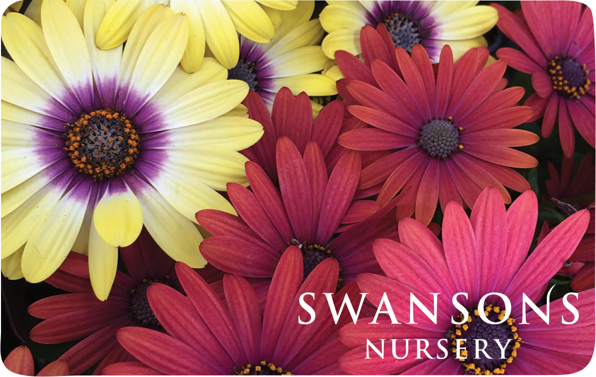 African Daisies