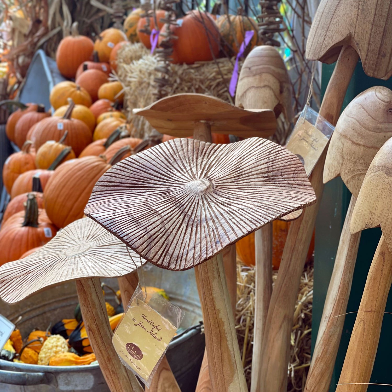 Teak mushrooms