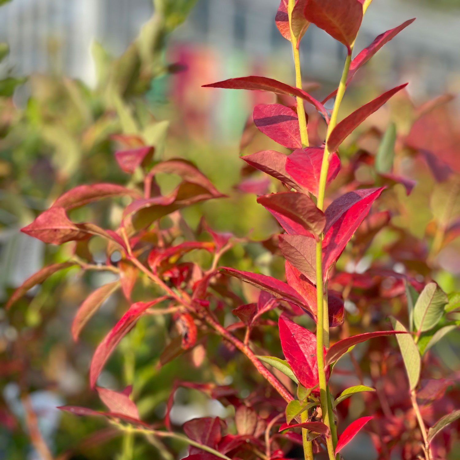 Fall color on blueberry plant