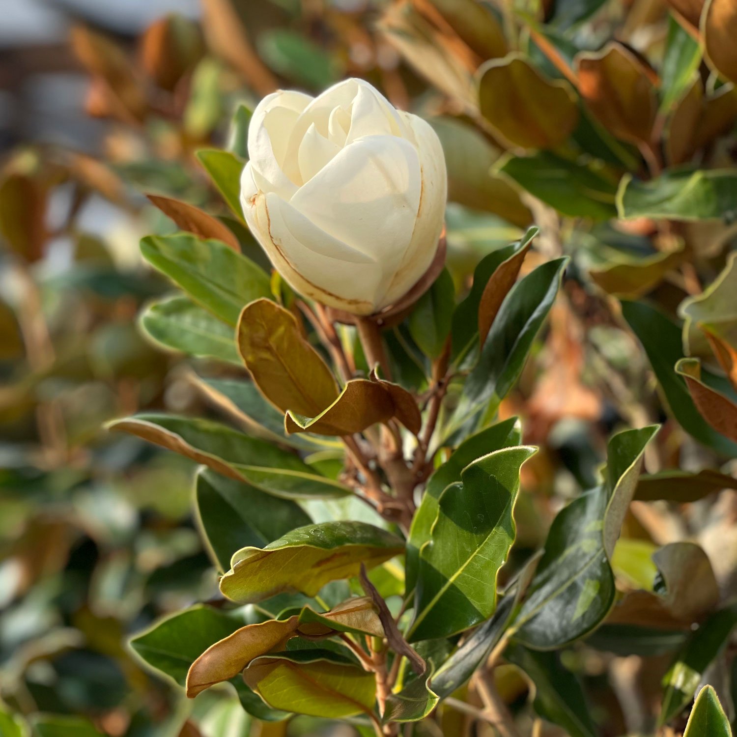 Magnolia blossom