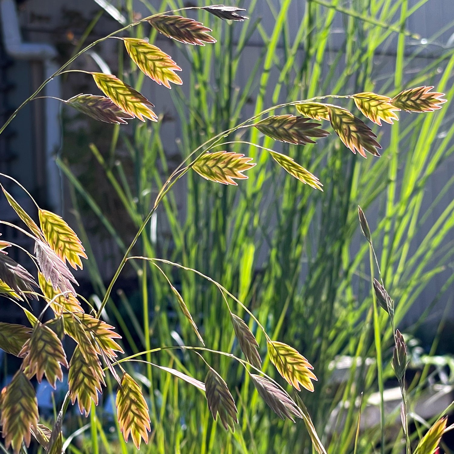 Northern sea oats