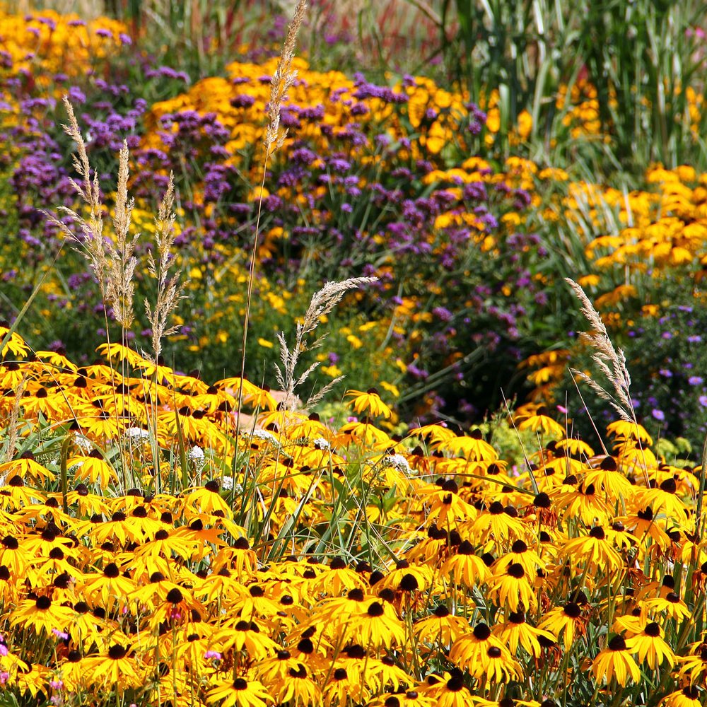 Rudbeckia and Verbena