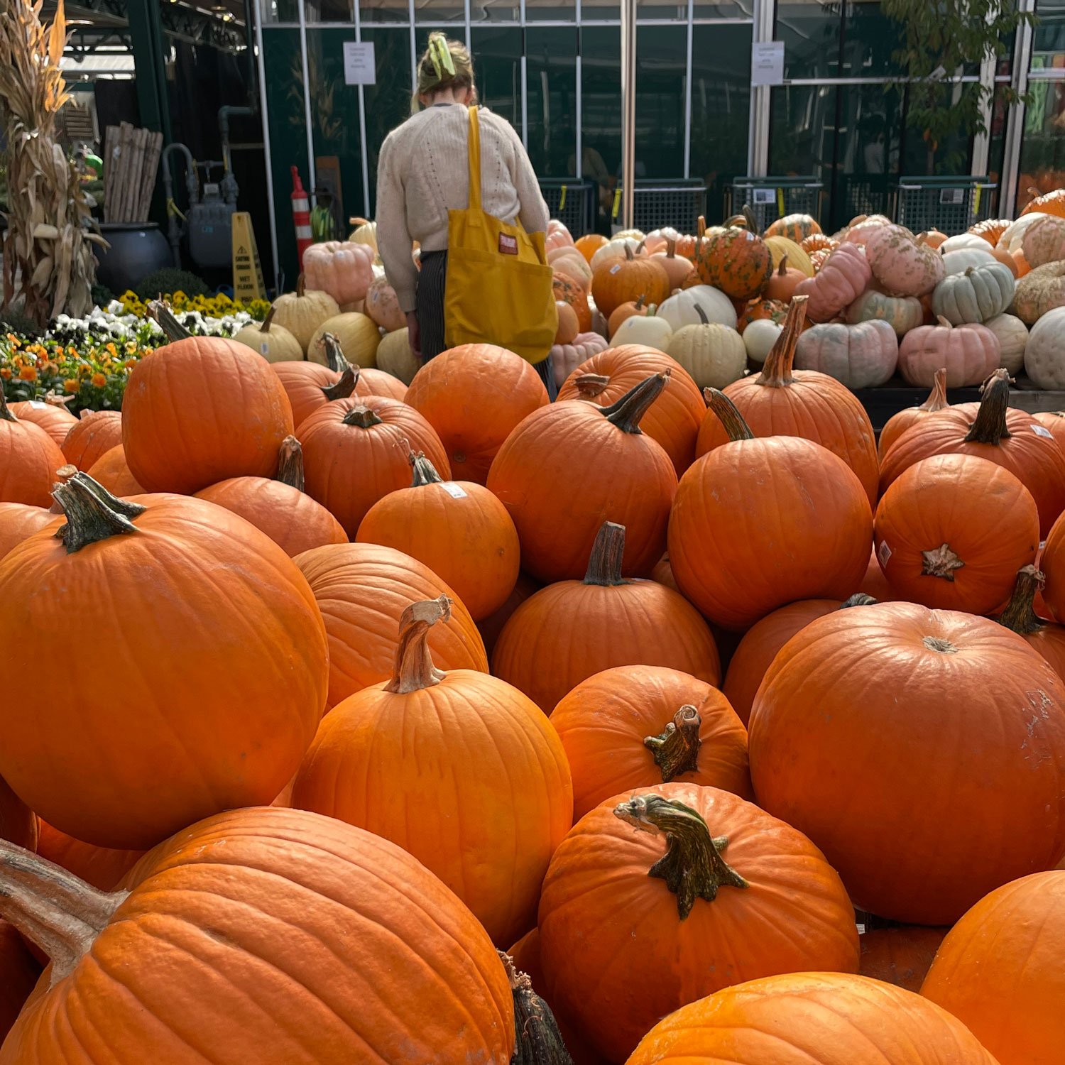 Woman-shopping-for-pumpkins.jpg