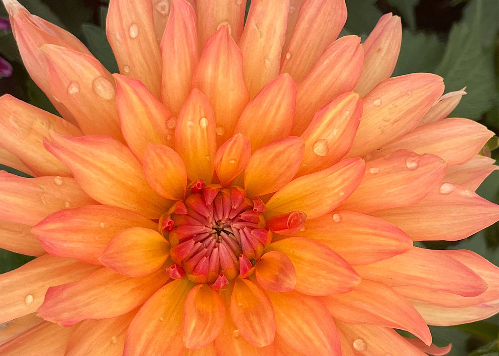 Seattle's Favorite Garden Store Since 1924 - Swansons Nursery